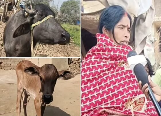 Buffalo gave birth to a calf that looked like a cow