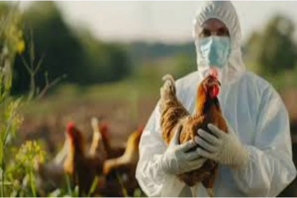 Bird Flu: राजधानी में बर्डफ्लू की दस्तक, अलर्ट पर प्रशासन, पोल्ट्री फार्मों को लेकर नया आदेश जारी