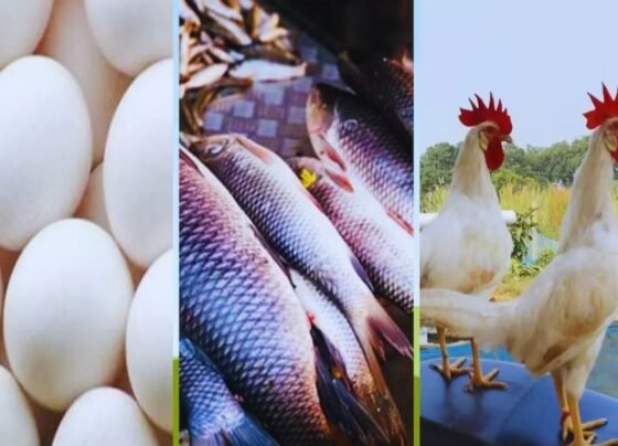 Meat Fish and Eggs Sale Ban in Maihar