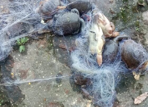 25 turtles found dead in the pond of Ratanpur Mahamaya temple