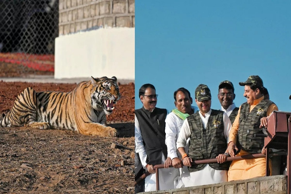 चंबल में टूरिज्म को नई दिशा: CM मोहन ने माधव टाइगर रिजर्व का किया शुभारंभ, बाघ-बाघिन को छोड़ा…