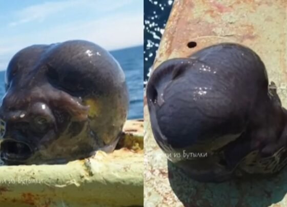 Strange Creature Viral Video