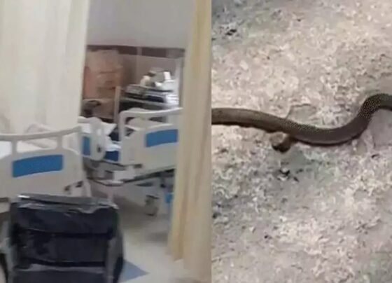 27 snakes were found in Raigarh's Maternity and Child Hospital in 48 hours