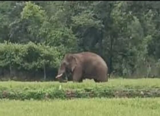 Dhamtari Elephant News