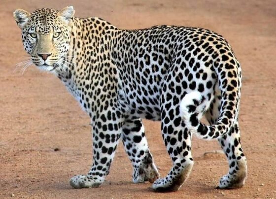 Kanker Leopard Attack