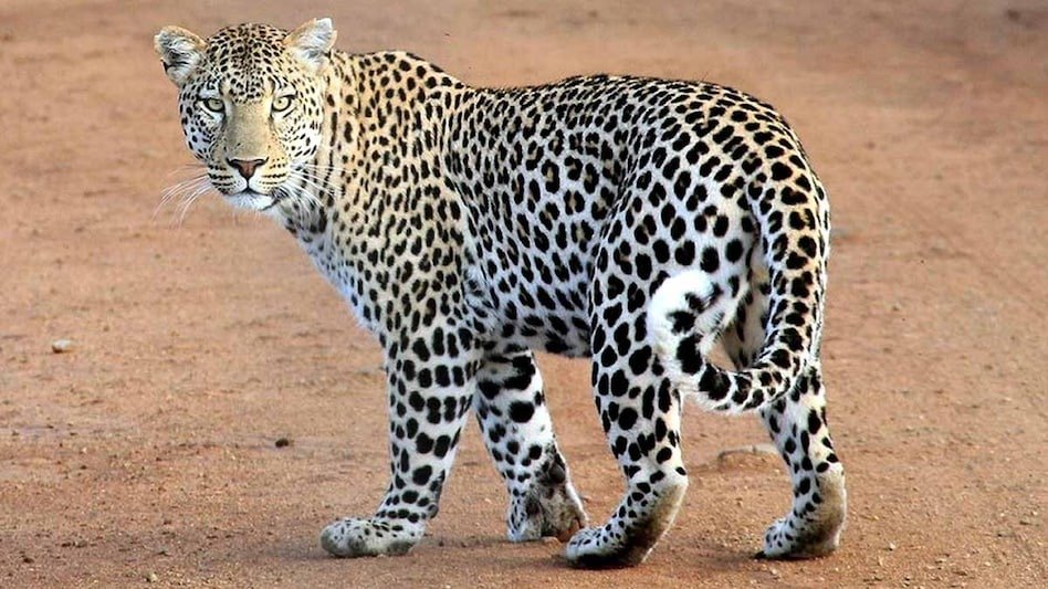 Kanker Leopard Attack: 6 साल के बच्चे के गले को पकड़कर ले जा रहा था तेंदुआ, बड़े भाई ने ऐसी बचाई जान