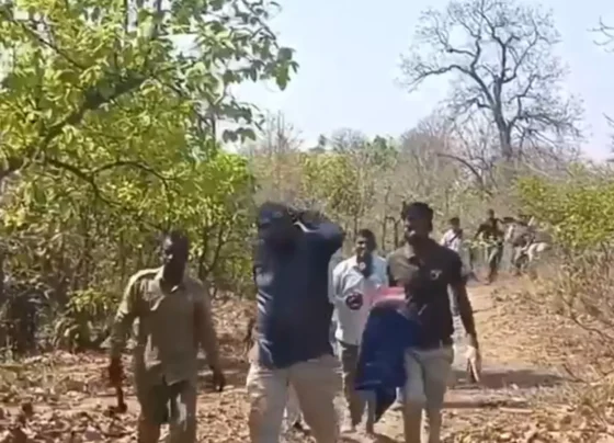 Rescue of the dreaded tigress in Bandhavgarh Tiger Reserve successful