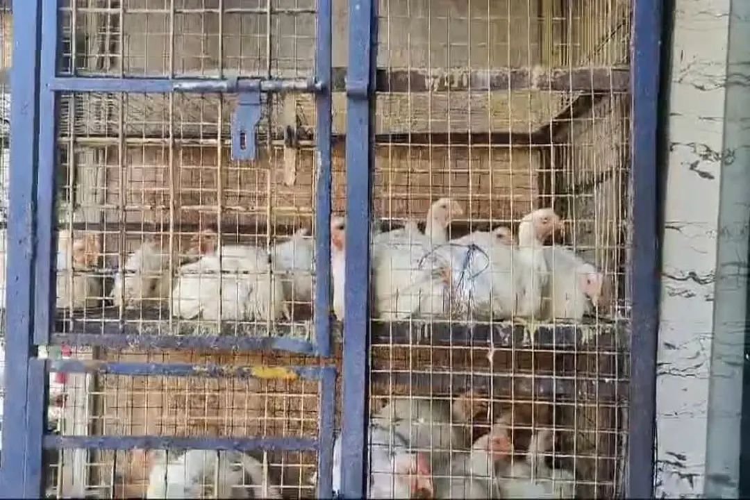 Bird Flu Alert in CG: छत्तीसगढ़ के इस जिले में बर्ड फ्लू को लेकर अलर्ट.. इन इलाकों को सर्विलांस जोन किया घोषित, दिए ये निर्देश