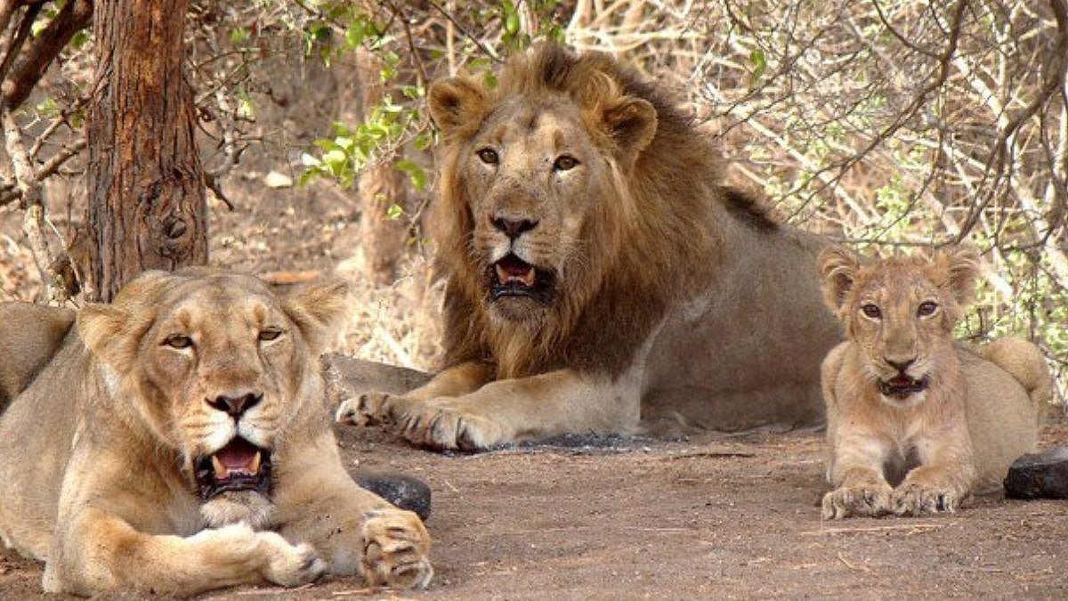 Lion population increases Update: इस राज्य में 32.2% तक बढ़ी शेरों की आबादी..5 साल में 674 से पहुंचे 900 के करीब, देखें आंकड़ा