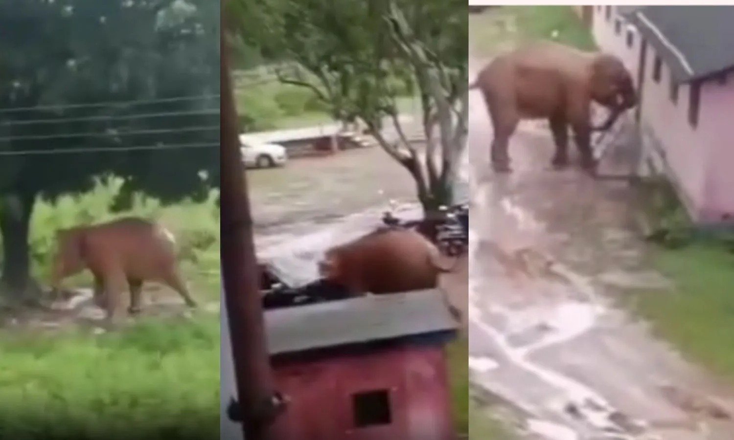 Elephant Attack in Jashpur : जशपुर में हाथियों का कहर, किसान समेत 2 लोगों को कुचला, गांव में दहशत का माहौल