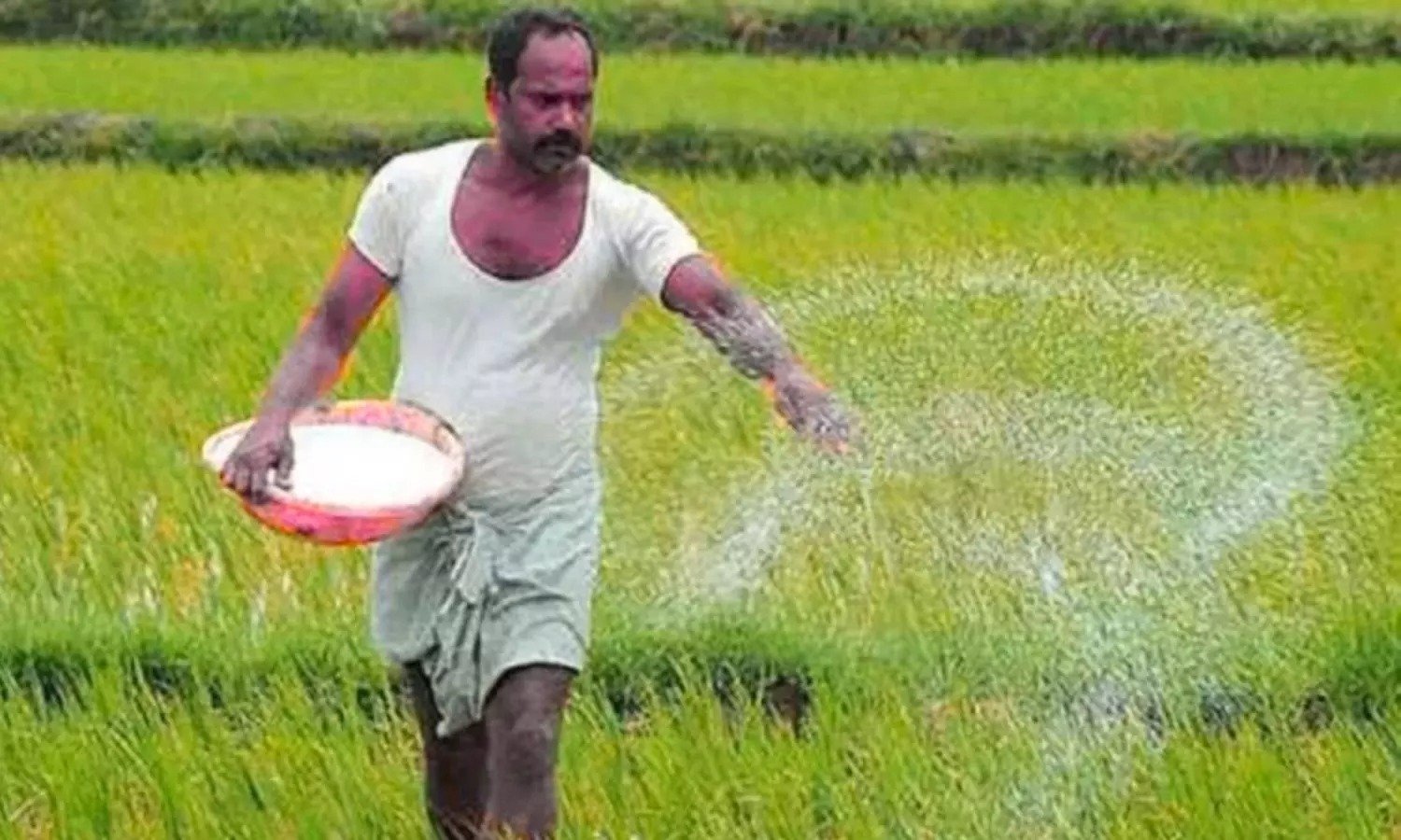 छत्तीसगढ़ में खरीफ सीजन 2025: डीएपी की कमी को एनपीके और एसएसपी से करेंगे पूरा
