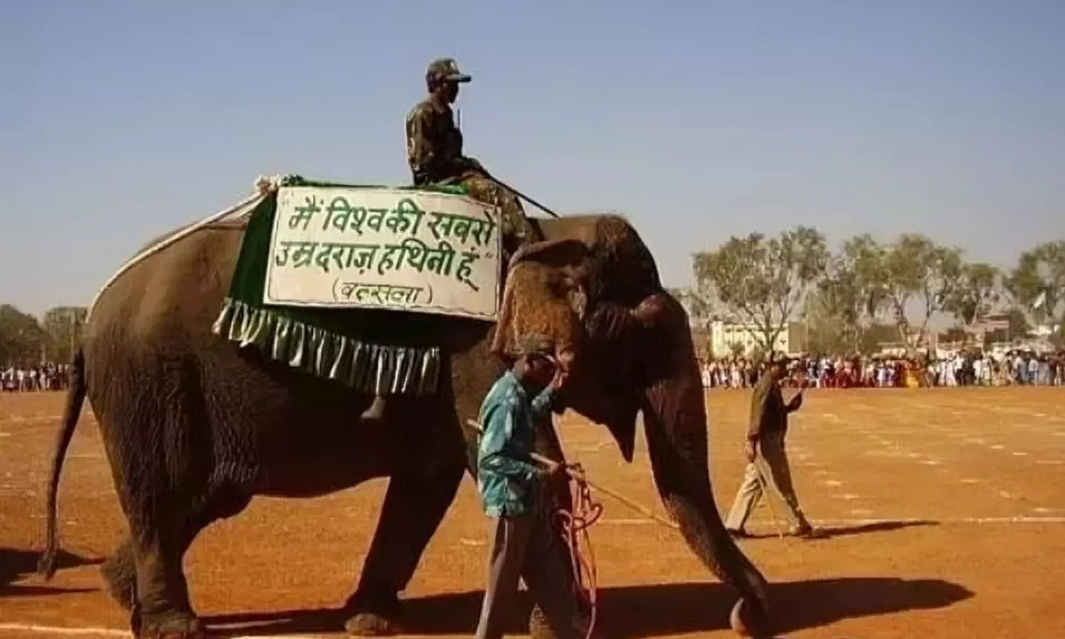 दुनिया की सबसे उम्रदराज हथिनी वत्सला का निधन: लंबे समय से बीमार थी; पन्ना टाइगर रिजर्व में 100 साल से अधिक उम्र में ली अंतिम सांस