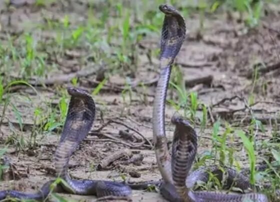 A Live Snake Was Thrown At An Engineer In Raipur