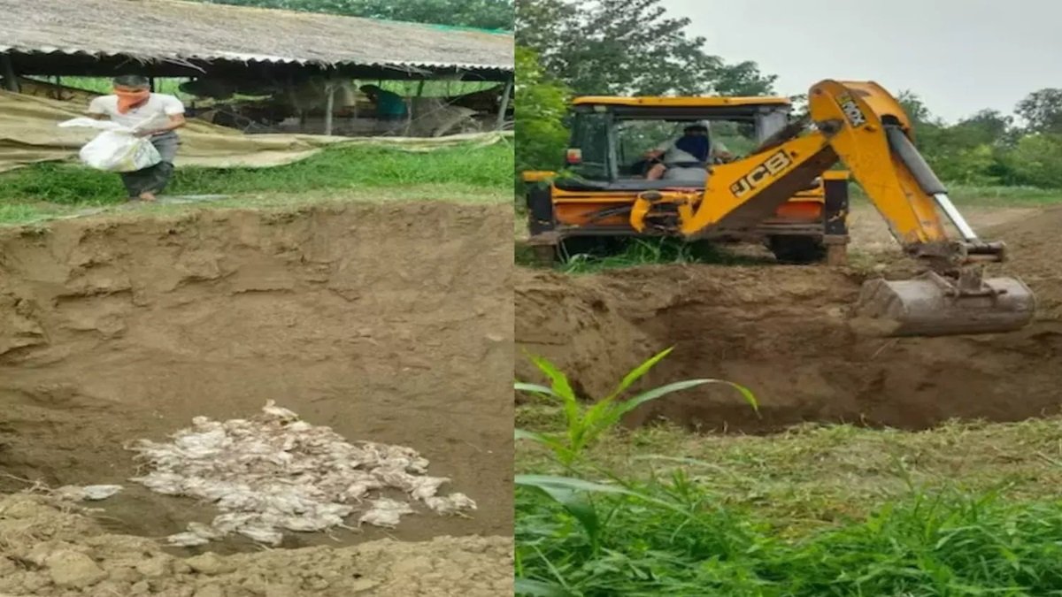 जिले में बर्ड फ्लू का अलर्ट, JCB से गड्ढे खोदकर दफना रहे मुर्गियां, चिकन-अंडों की बिक्री पर भी लगी रोक