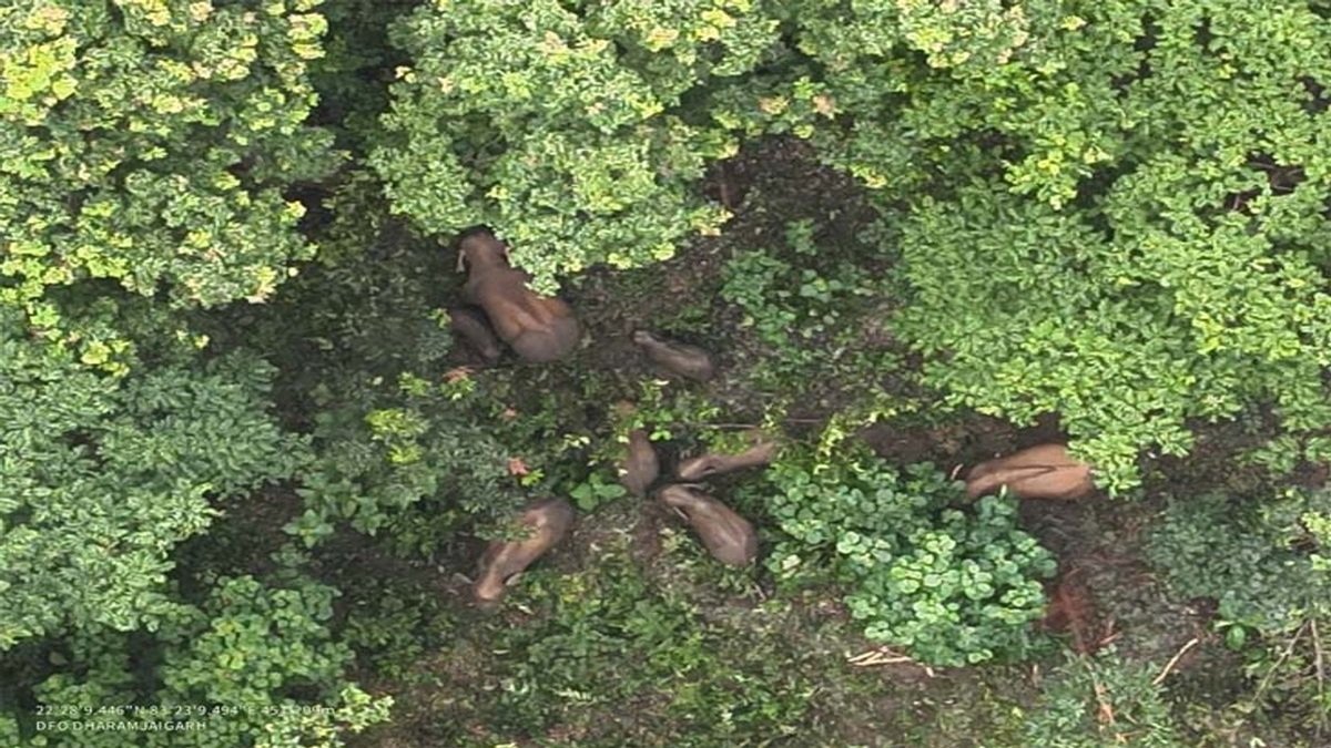 Raigarh Baby Elephant Born: मादा हाथी ने दिया बेबी एलिफेंट को जन्म, ड्रोन कैमरा से हाथियों की निगरानी