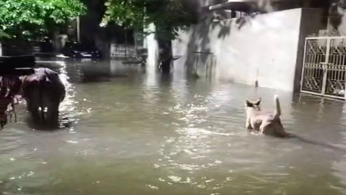 Waterlogging Due Rain in Durg : दुर्ग में तेज बारिश से जलभराव, शंकर नगर में घरों में घुसा पानी, घुटनों तक पहुंचा