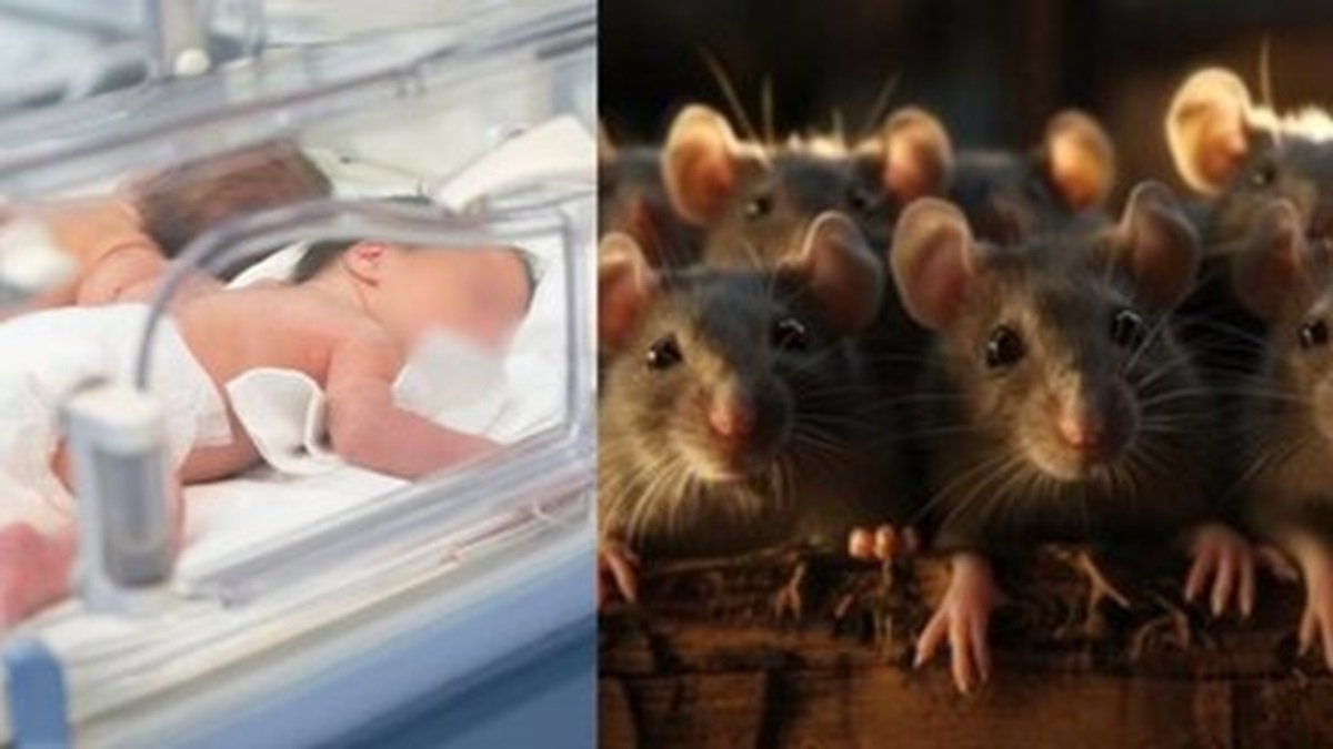 Indore News : प्रदेश के इस सरकारी अस्पताल का ICU बना मौत का घर! चूहे के काटने से बच्चे की गई जान, अब प्रशासन ने लिया बड़ा एक्शन