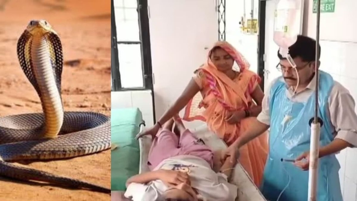 Kaushambi News : 9वीं की छात्रा को सांप ने एक महीने में 9 बार डसा, DFO का हैरान कर देने वाला तर्क आया सामने
