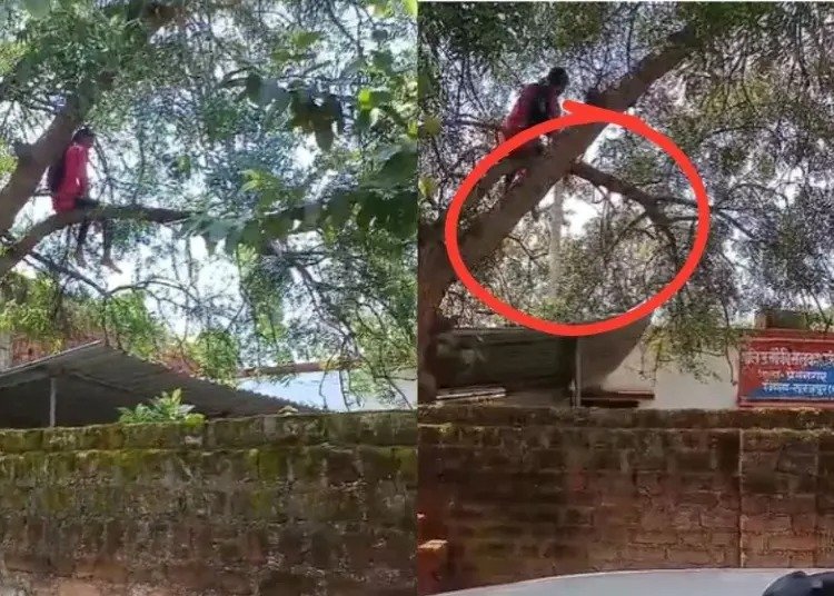 सूरजपुर में युवती का ‘शोले’ स्टाइल में हंगामा, प्रेमी की गिरफ्तारी तक पुलिस चौकी के पेड़ पर चढ़ी रही, कई घंटों तक मचा बवाल