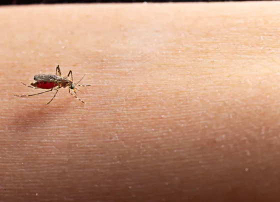 Dengue Cases in India
