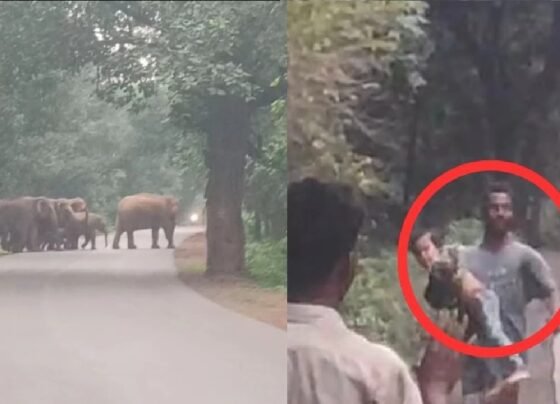 CG Elephant News