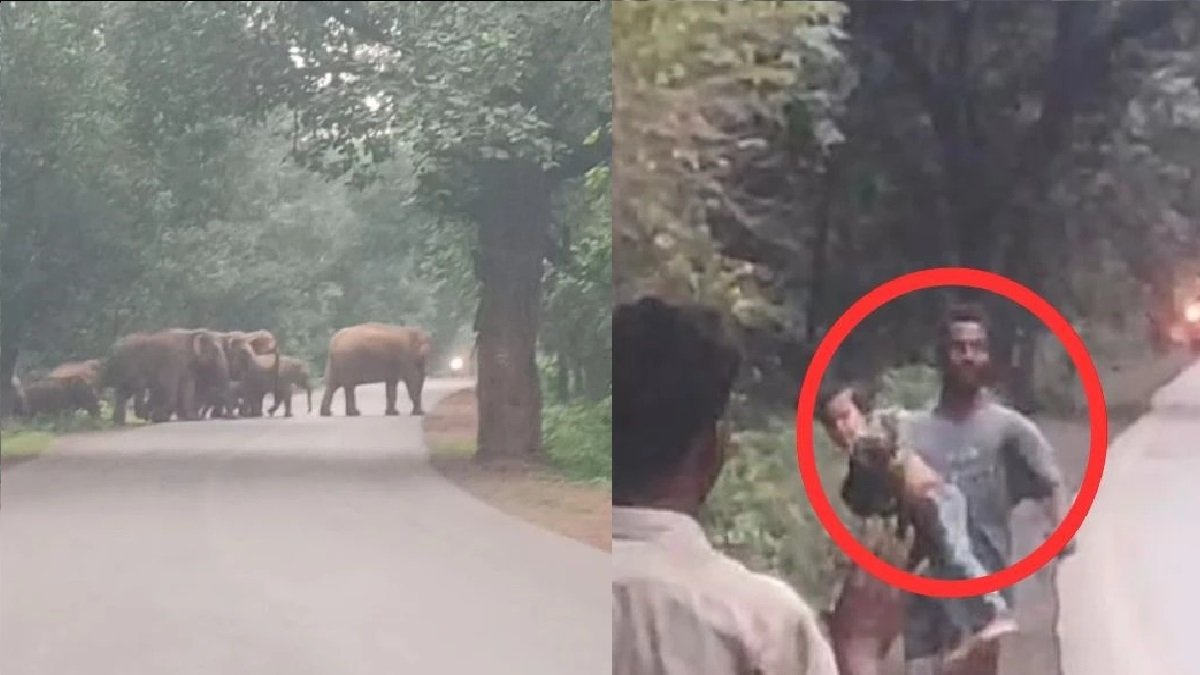 CG Elephant News: हाथियों के झुंड ने मचाया हाहाकार, हमले से बचने के लिए बच्चे को गोद में लेकर भागा पिता, ग्रामीणों में दहशत