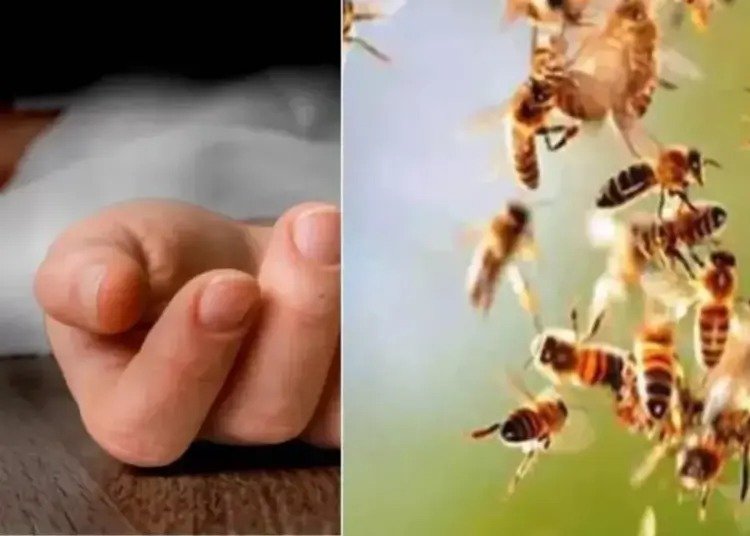 Jagdalpur Bee Attack: मधुमक्खियों के हमले से बचने तालाब में कूदे पिता-पुत्र, डूबने से दोनों की मौत