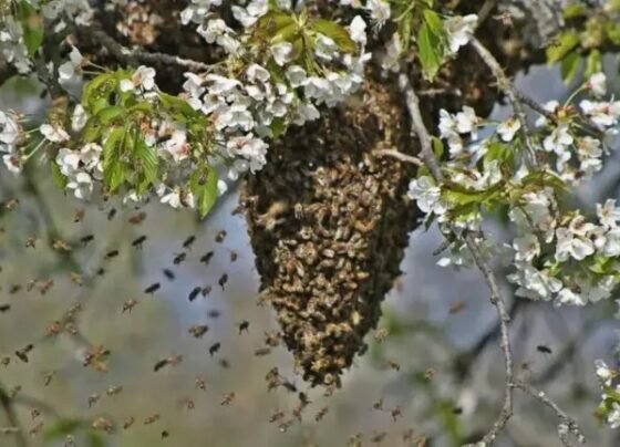 Rajnandgaon Bee Attack