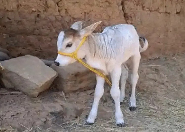Punganur Cow: छत्तीसगढ़ में AI से दुनिया की सबसे छोटी गाय पुंगनूर का जन्म, इस नस्ल की गायें PM के पास भी, जानें खासियत
