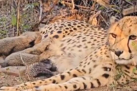 Kuno National Park Cheetah Birth
