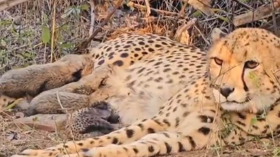 Kuno National Park Cheetah Birth: पहली भारतीय चीता मुखी ने 5 शावकों को दिया जन्म, प्रोजेक्ट चीता को बड़ी सफलता