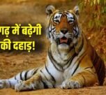 MP CG Tiger Translocation