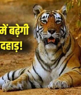 MP CG Tiger Translocation