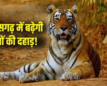 MP CG Tiger Translocation