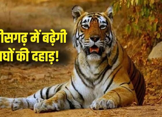 MP CG Tiger Translocation