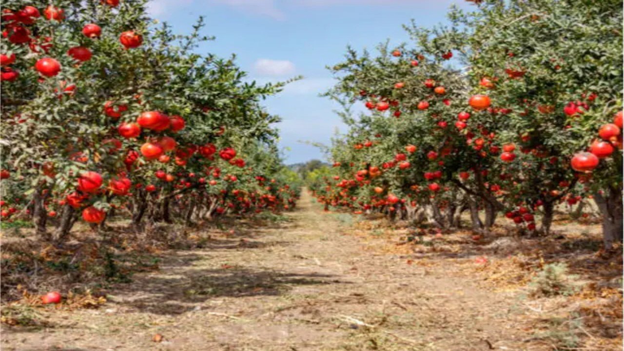 एक अनार और सौ बीमार.. किसान के साथ हुआ ऐसा कांड, मामला जानकर पुलिस भी हुई हैरान