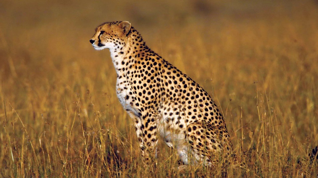 मुरैना के इस गांव में चीते का आतंक! 16 से अधिक बकरियों की हुई मौत, ग्रामीणों में दहशत का माहौल