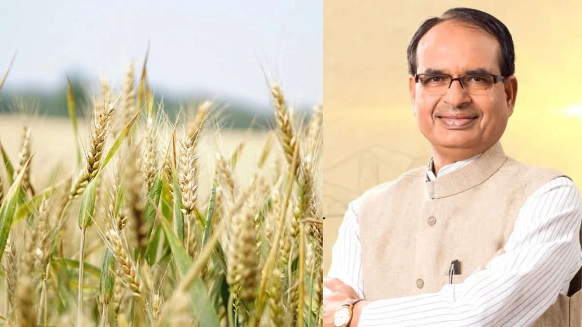 भारत में साल 2024-25 में कितने अनाज का उत्पादन हुआ? शिवराज सिंह ने रखा आंकड़ा