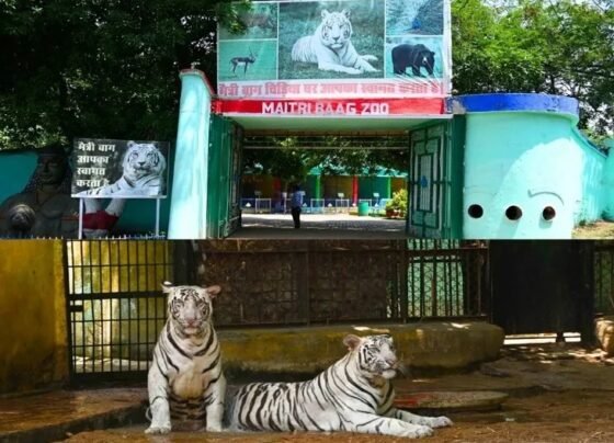 CG White Tigress Death