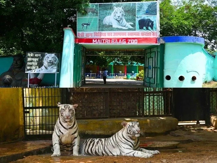 CG White Tigress Death: मैत्रीबाग में सफेद बाघिन ‘जया’ की संदिग्ध मौत, पेट में इंफेक्शन की आशंका, क्या खराब खाना मौत की वजह ?