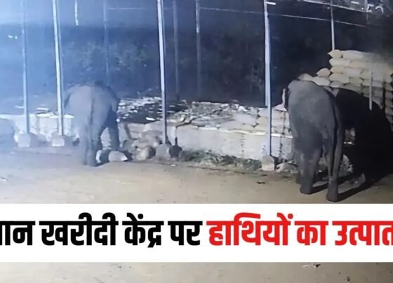 Raigarh Elephant Attack