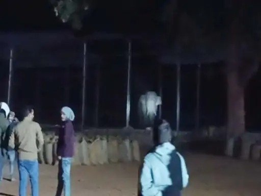 Raigarh Elephant News: रात में फिर धान खरीदी केंद्र पहुंचा हाथी, अब तक 20 बोरी का नुकसान, खाने से ज्यादा की बर्बादी