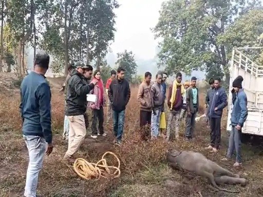 तालाब में डूबने से हाथी शावक की मौत, रात में 32 हाथियों का झुंड नहाने पहुंचा था, चिंघाड़ने पर वन विभाग को पता चला