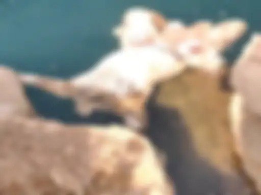 रायपुर के माना इलाके में मिली सिर कटी लाश, ब्लू वाटर खदान में ग्रामीणों ने देखा शव, पुलिस शिनाख्त में जुटी