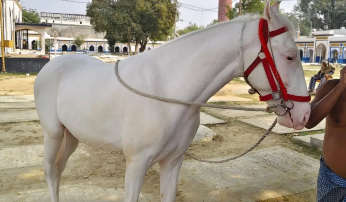 ईरानी घोड़े की तलाश में जुटी पुलिस, 10 लाख है कीमत, ढूंढ़ने वाले को 50 हजार रुपये का इनाम
