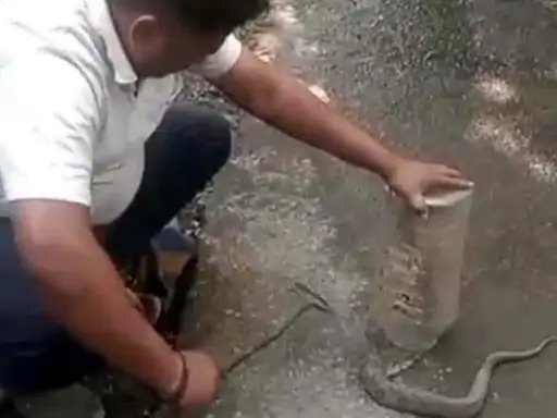 रायगढ़ के सरकारी स्कूल में निकला रसल वाइपर, सांप को देख डर से सहम गए बच्चे, सर्परक्षक टीम ने किया रेस्क्यू