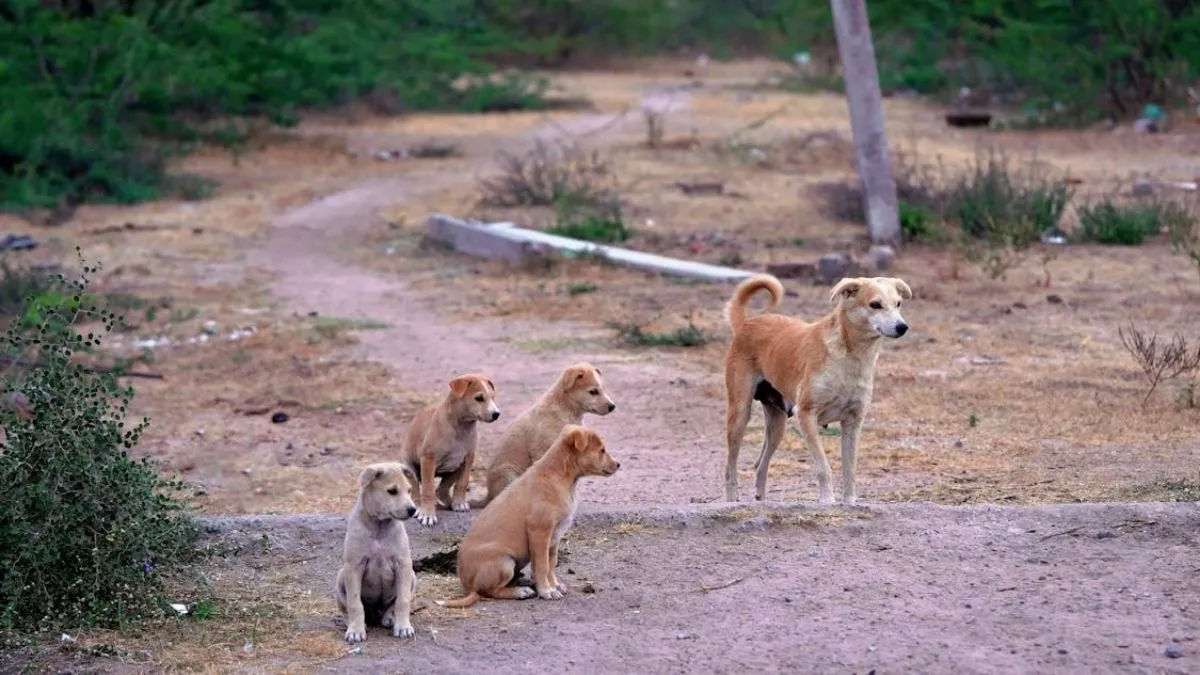 300 आवारा कुत्तों की बेरहमी से हुई हत्या, सरपंचों और अधिकारियों पर लगे गंभीर आरोप
