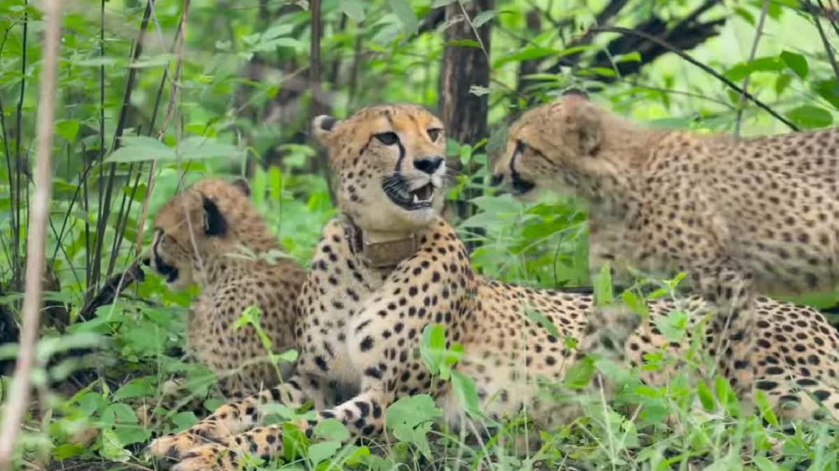 MP News: 28 फरवरी को बोत्सवाना से मध्यप्रदेश आएंगे 8 चीते, असम से जंगली भैंसा भी जंगलों में बसेंगे