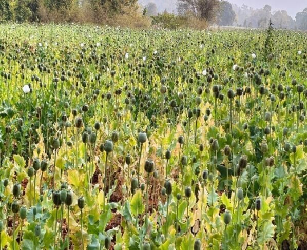 Balrampur Opium Farming