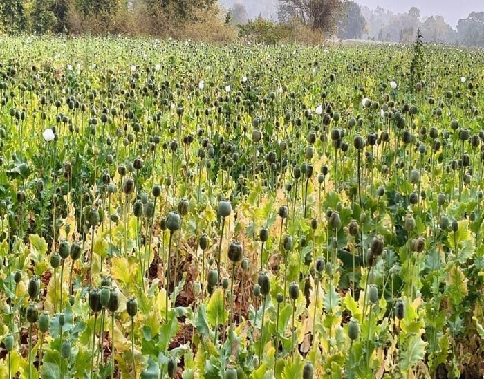 Balrampur Opium Farming
